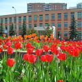 Тюльпаны перед управой Солнцево. Май 2006